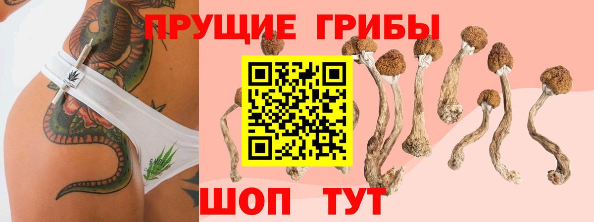 Киров  Псилоцибиновые грибы Psilocybine cubensis  магазин  наркотиков  Вход с VPN 